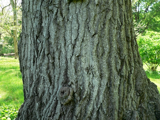 {Quercus palustris}